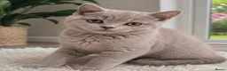 British Shorthair cats for sale: Rare Fawn Lilac Male British Shorthair - Advert 1