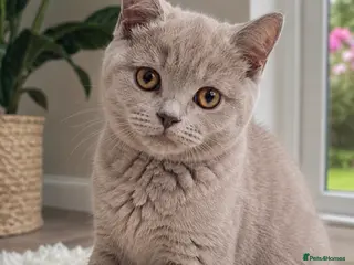 British Shorthair cats Rare Fawn Lilac Male British Shorthair - Advert 6