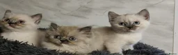 Persian cats for sale: Colorpoint Persian x Kittens - Advert 5