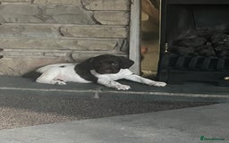 English Springer Spaniel dogs for sale: KC English springer spaniel puppies  - Image 25