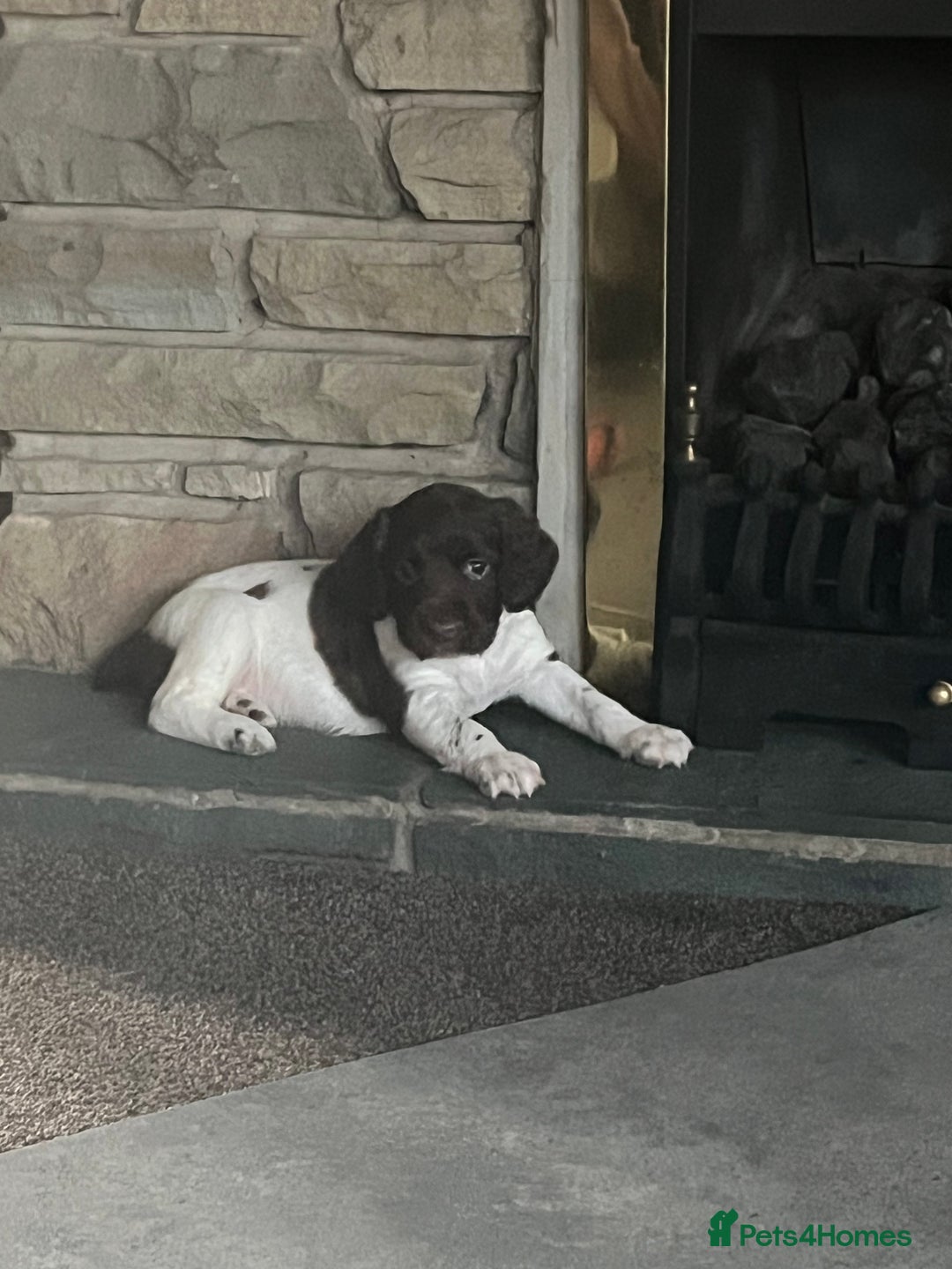 English Springer Spaniel dogs for sale: KC English springer spaniel puppies  - Image 25