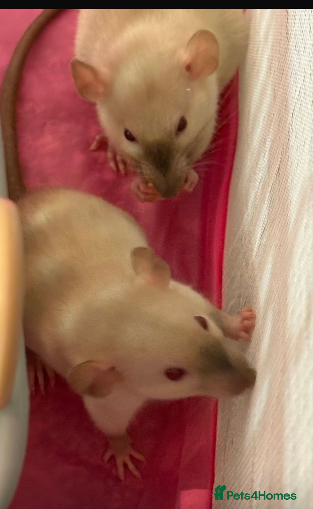 Rat rodents for sale: 3 adorable male Dumbo Rats - Image 8