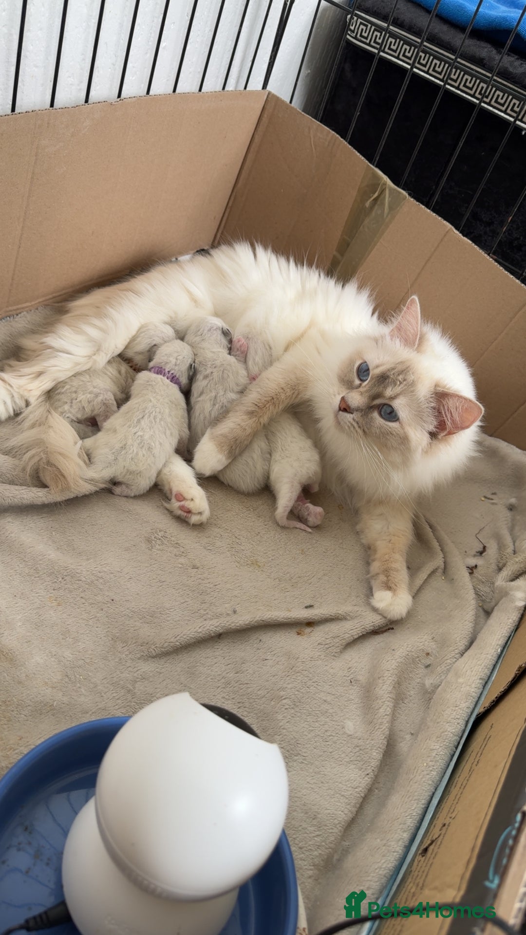 Ragdoll cats for sale: Lilac lynx ragdoll active - Advert 3