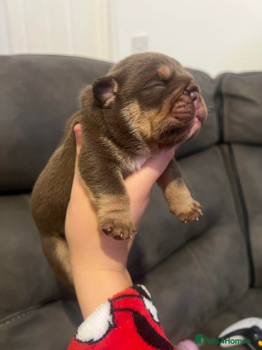English Bulldog dogs for stud: Chocolate and tan English bulldog  in Sunderland - Image 4