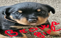 Rottweiler dogs for sale: Pure breed Rottweiler  - Image 6
