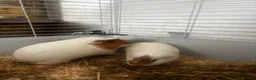 Guinea Pig rodents for sale: Pair of female Guinea Pigs for sale - Advert 4