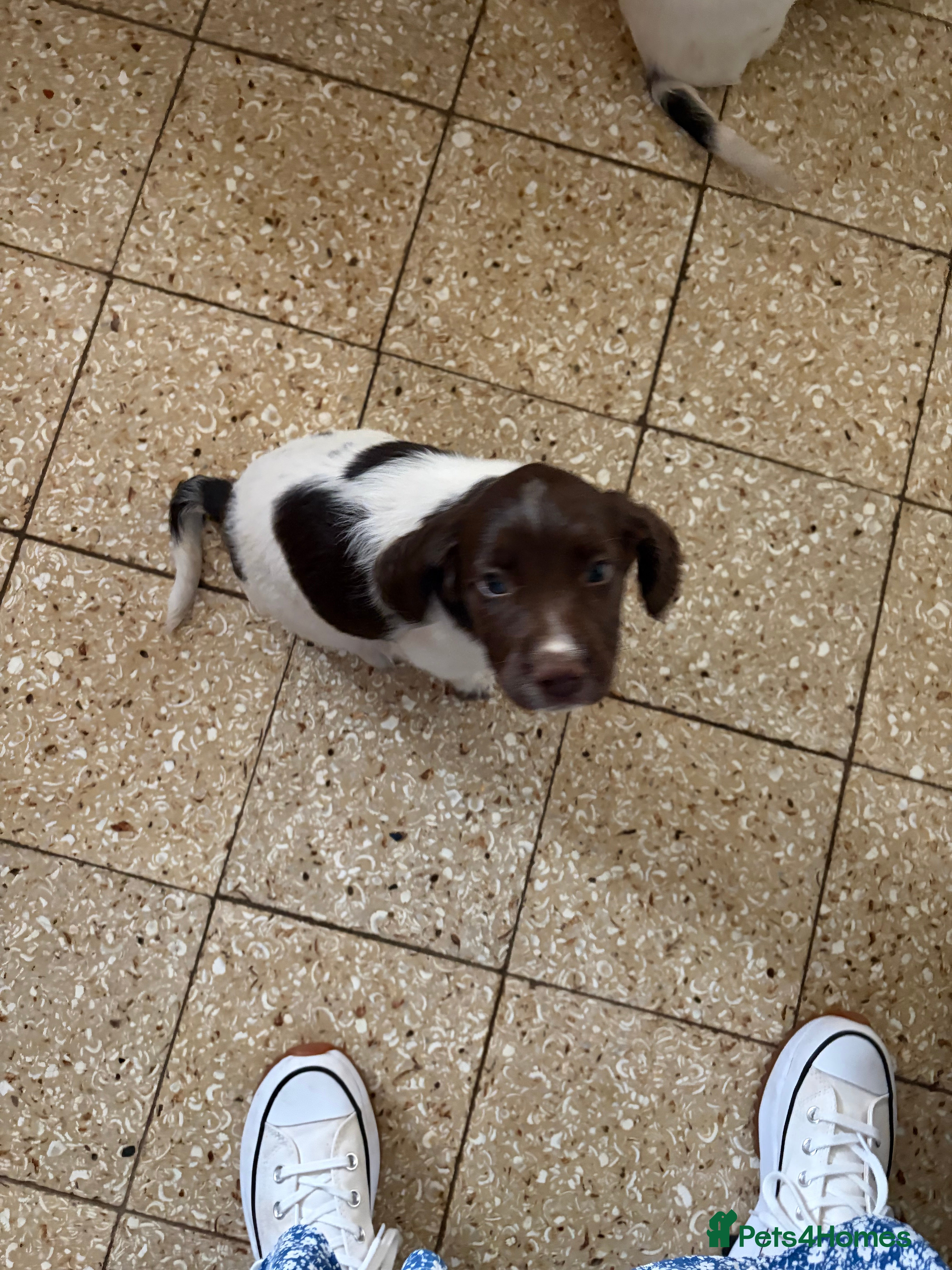 English Springer Spaniel dogs English Springer spaniel  - Advert 2
