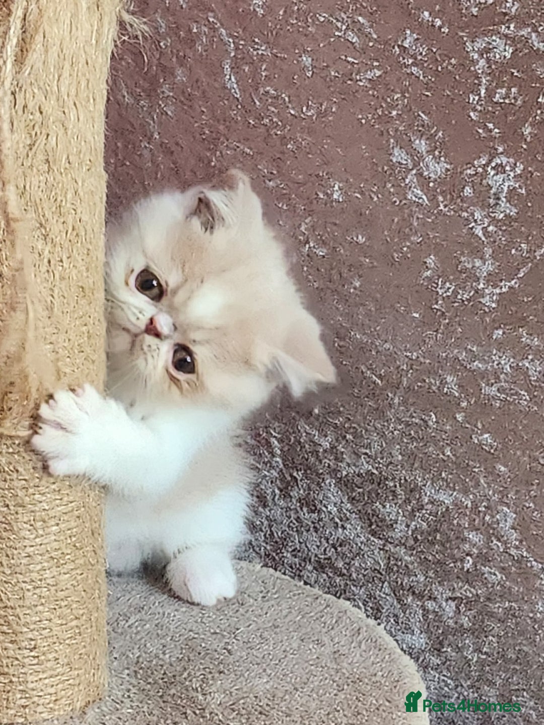 Exotic cats for sale: OUTSTANDING  QUALITY EXOTIC  KITTENS - Advert 13