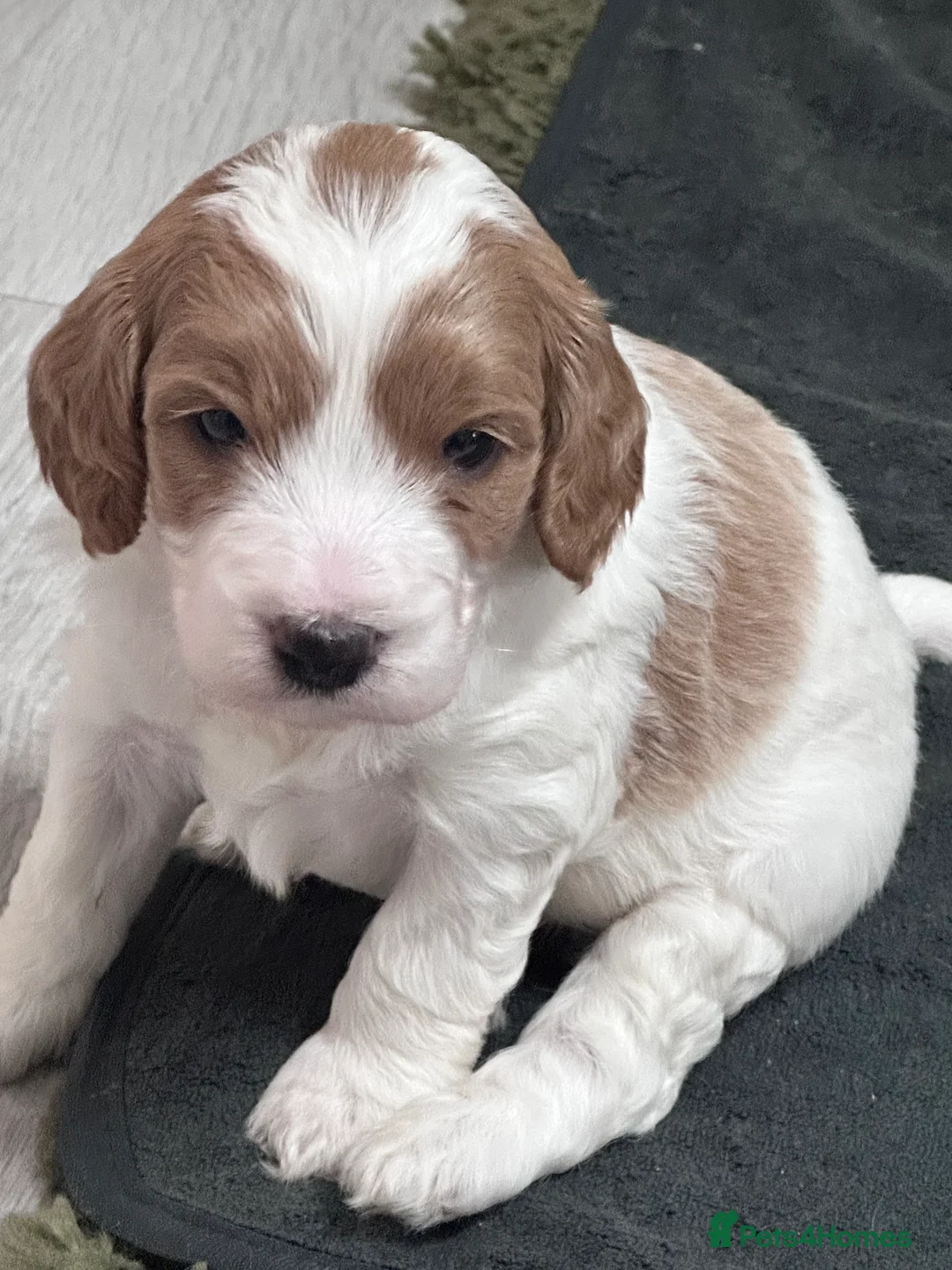 Cockapoo dogs for sale: Beautiful F2 Cockapoo Puppies - Advert 8