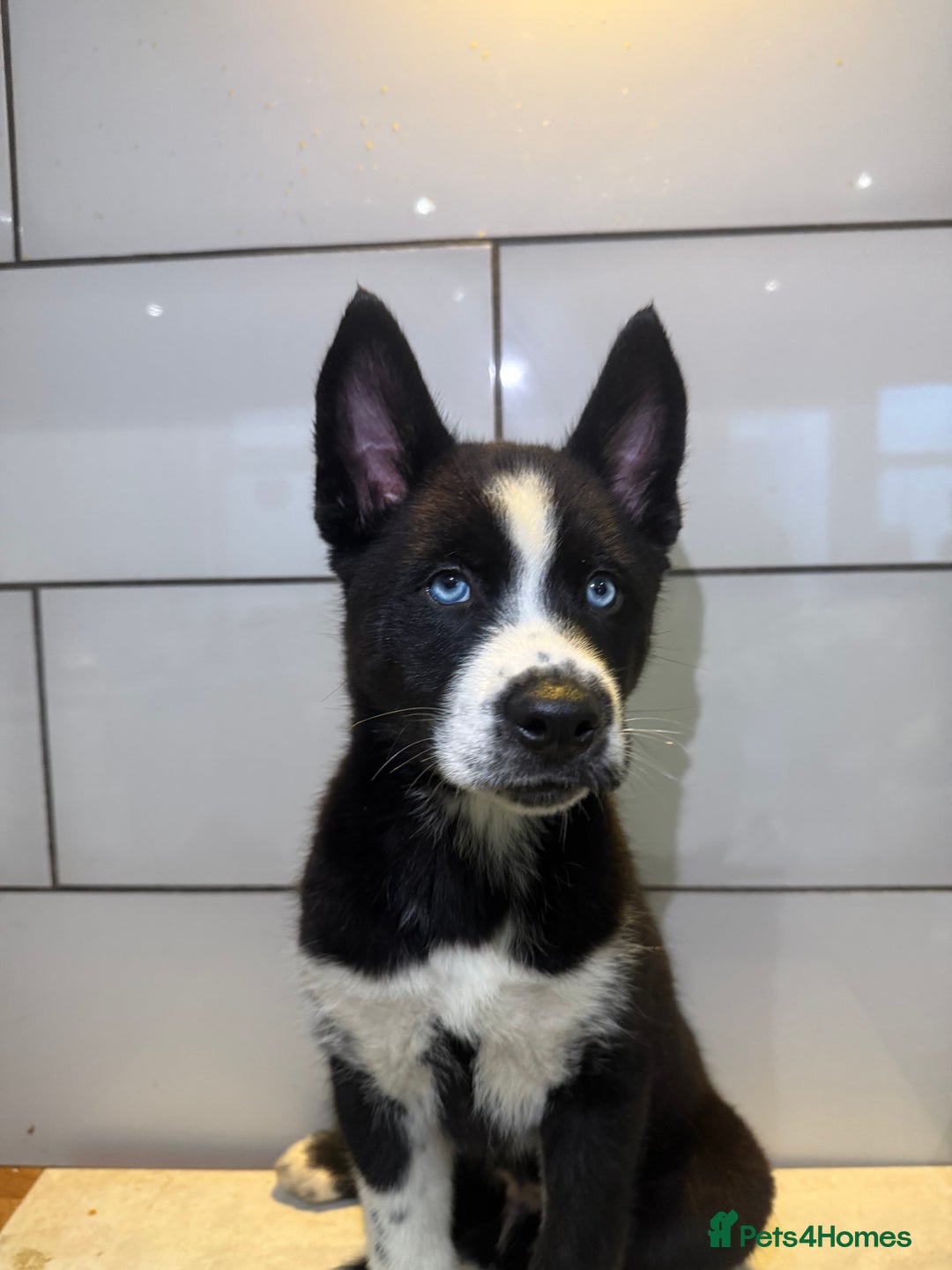 Siberian Husky dogs for sale: Husky Puppies 🩵🩷 - Advert 25