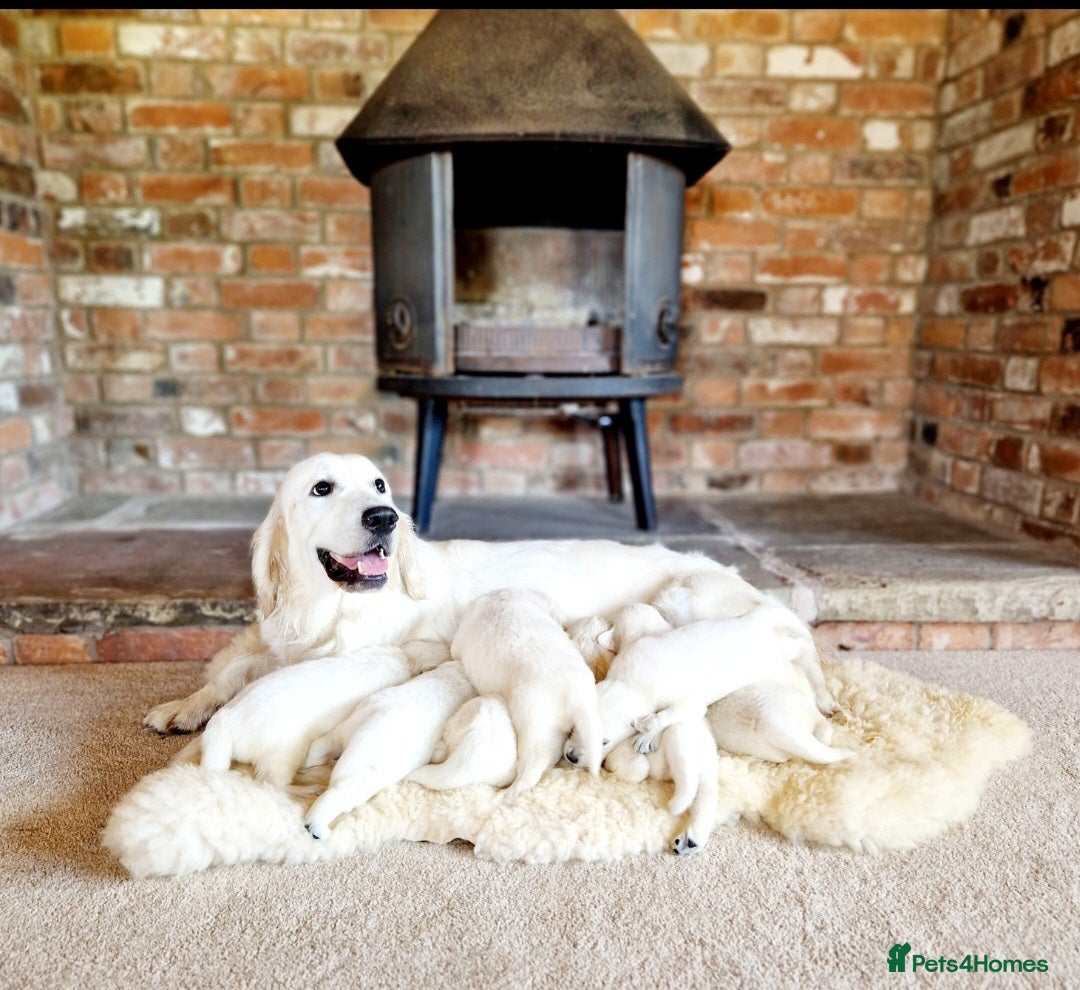 Golden Retriever dogs for sale: Newmiller Retrievers Upcoming Litter Announcement  - Image 1