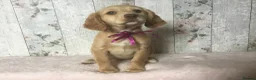 Mixed Breed dogs for sale: Medium to small Mini Doodle pups - Advert 3