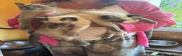 Tonkinese cats for sale: Superb Tonkdoll kittens - Advert 5