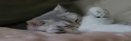 Scottish Fold cats for sale: Scottish fold  - Advert 6
