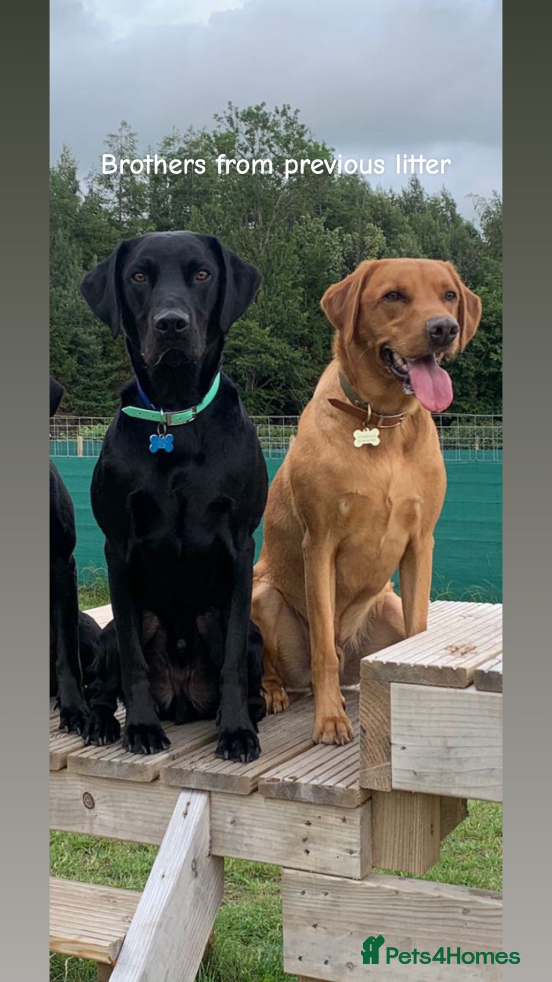 Labrador Retriever dogs for stud: 🌟 Kennel Club Registered Proven Labrador Stud 🌟 in Dundee - Image 20