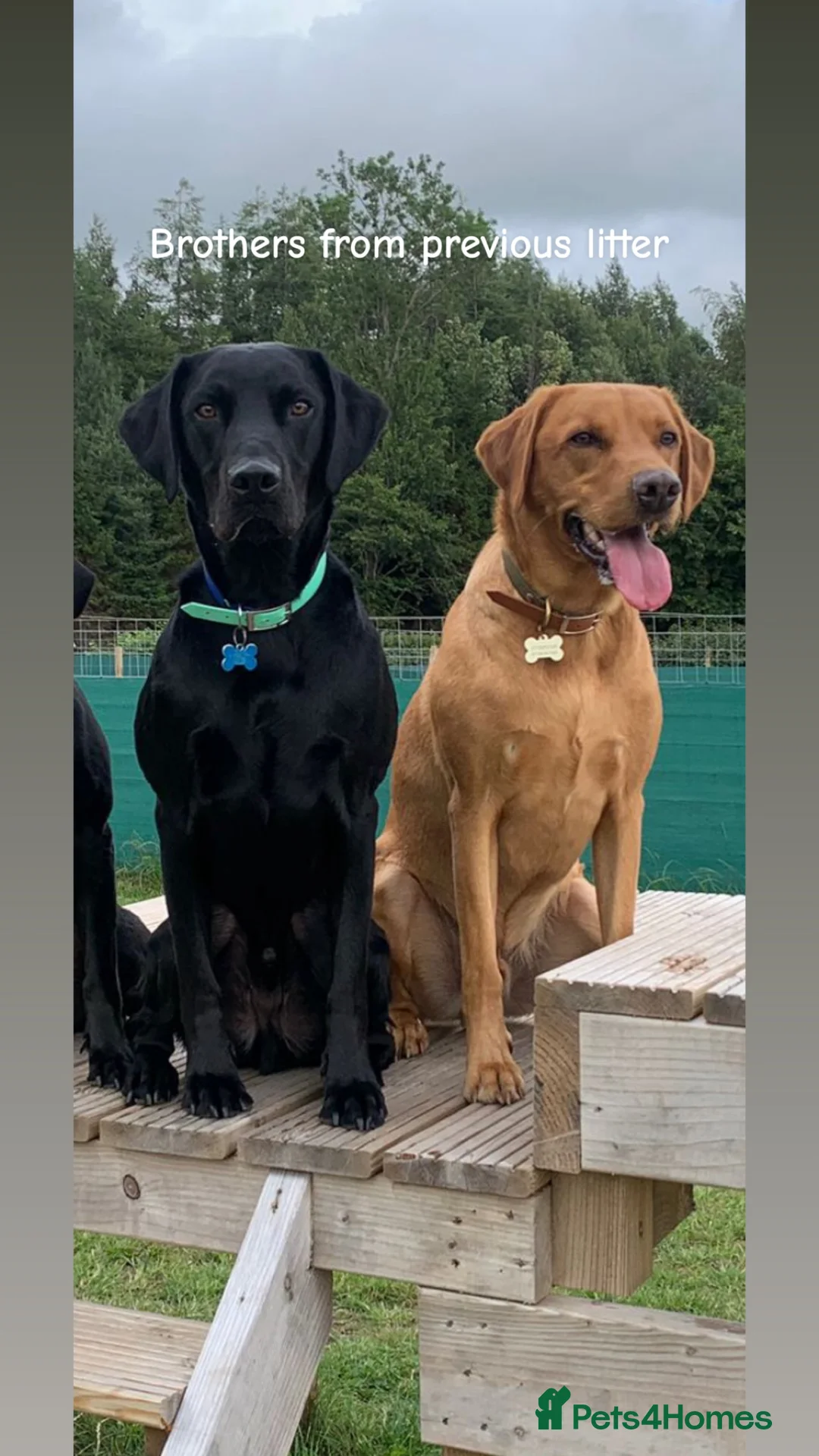 Labrador Retriever dogs for stud: 🌟 Kennel Club Registered Proven Labrador Stud 🌟 in Dundee - Advert 20