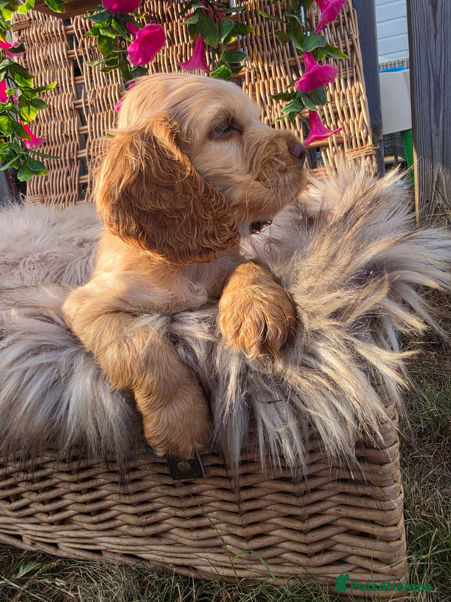 Cocker Spaniel dogs ✨️OUTSTANDING showtype health tested girl 🐶 - Advert 11