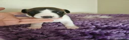 Whippet dogs for sale: Outstanding kc whippet - Advert 4