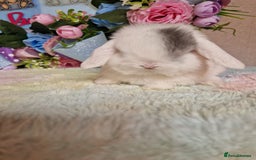 Mini Lop rabbits for sale: Pure bred minilops - Image 3