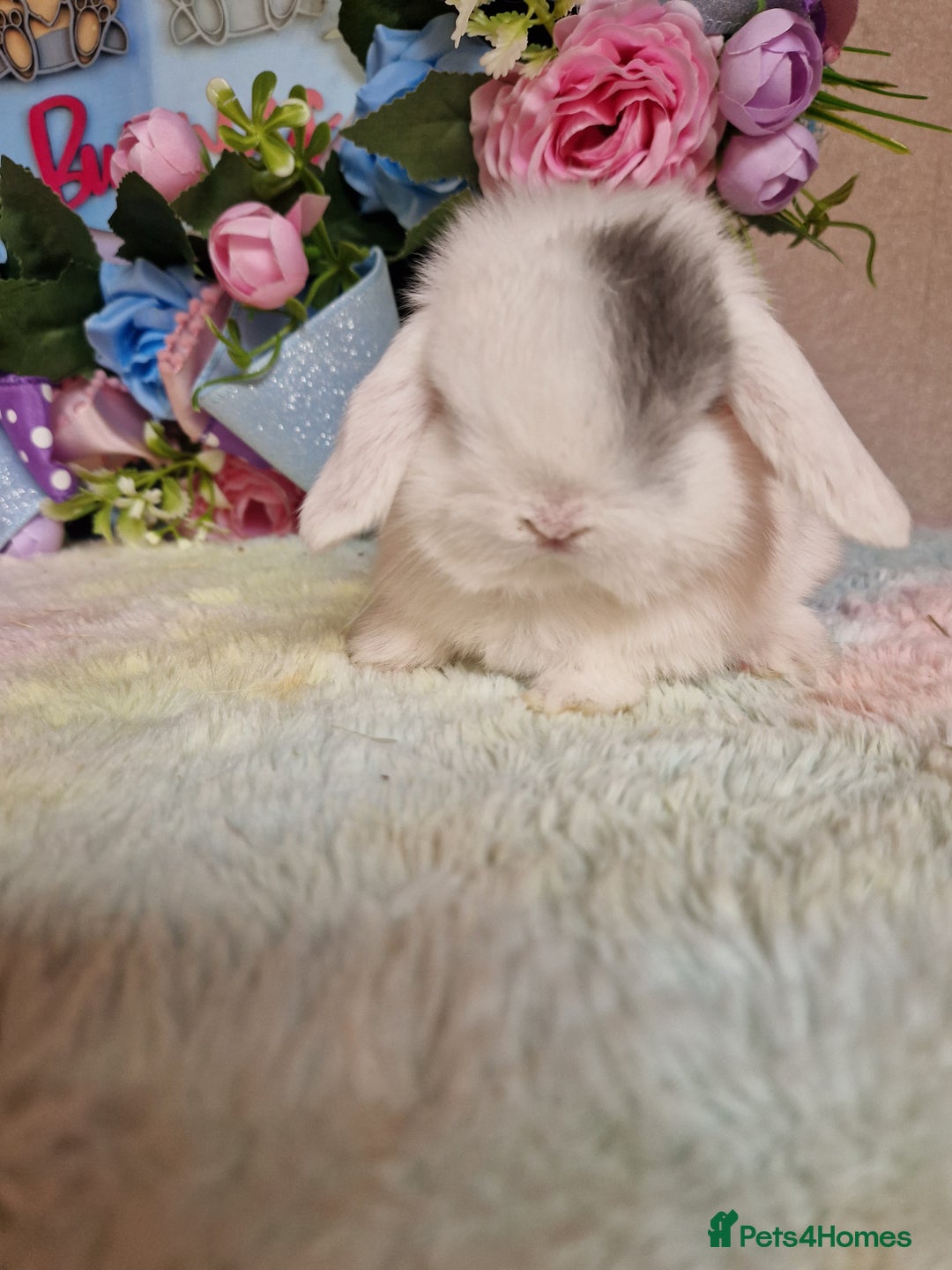 Mini Lop rabbits for sale: Pure bred minilops - Image 3