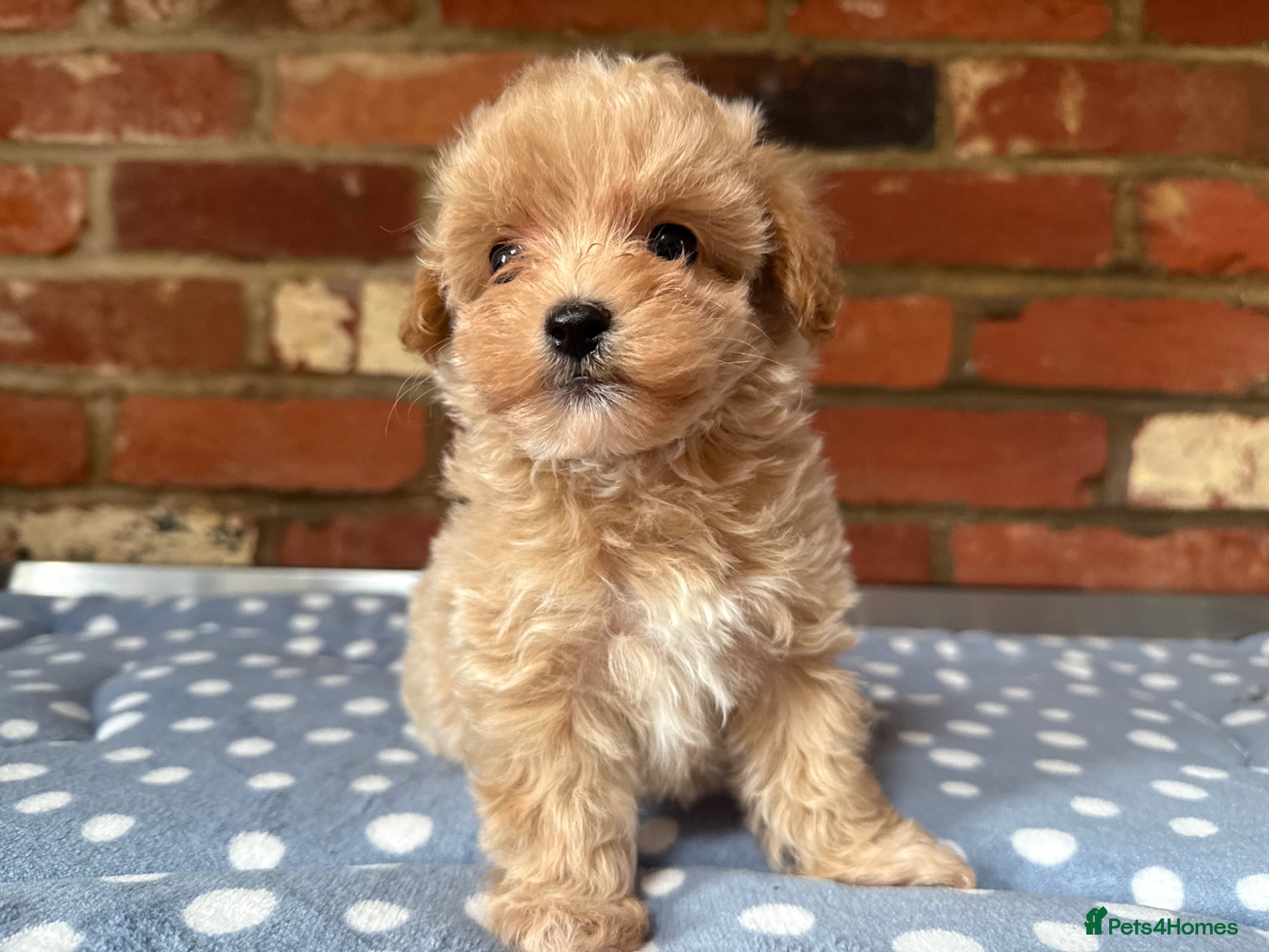 Maltipoo dogs Outstanding Maltipoo Puppies ready now  - Advert 1
