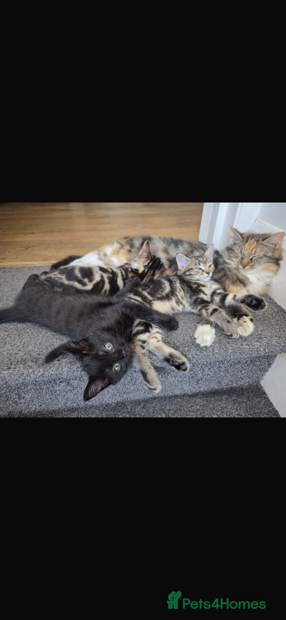 Mixed Breed cats 🐾 Adorable Mixed Breed Kittens – £100 Each 🐾  - Advert 2