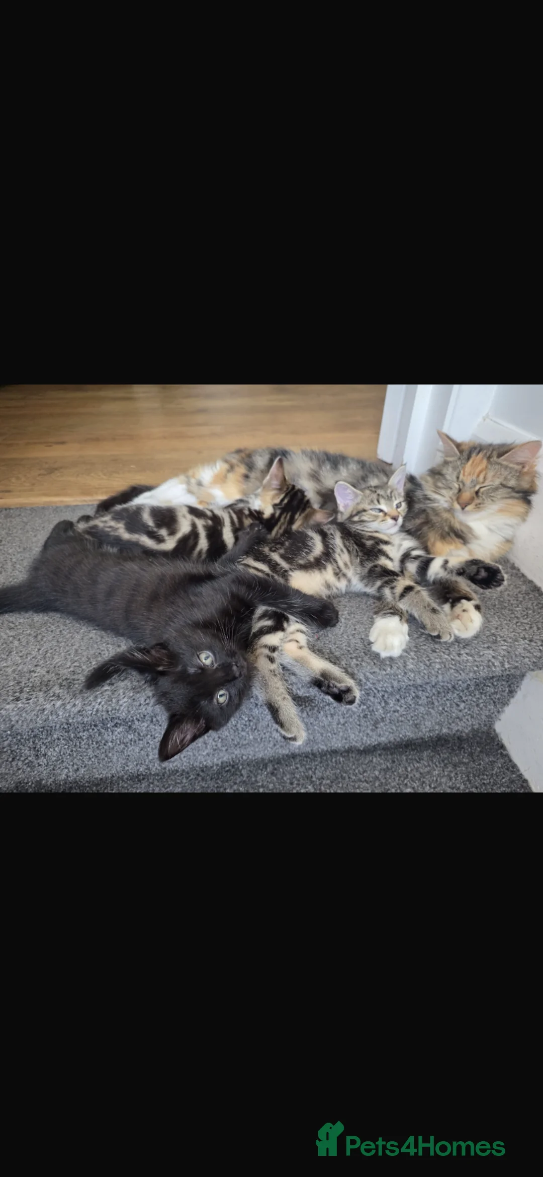 Mixed Breed cats for sale: 🐾 Adorable Mixed Breed Kittens – £100 Each 🐾  in Dagenham - Advert 1