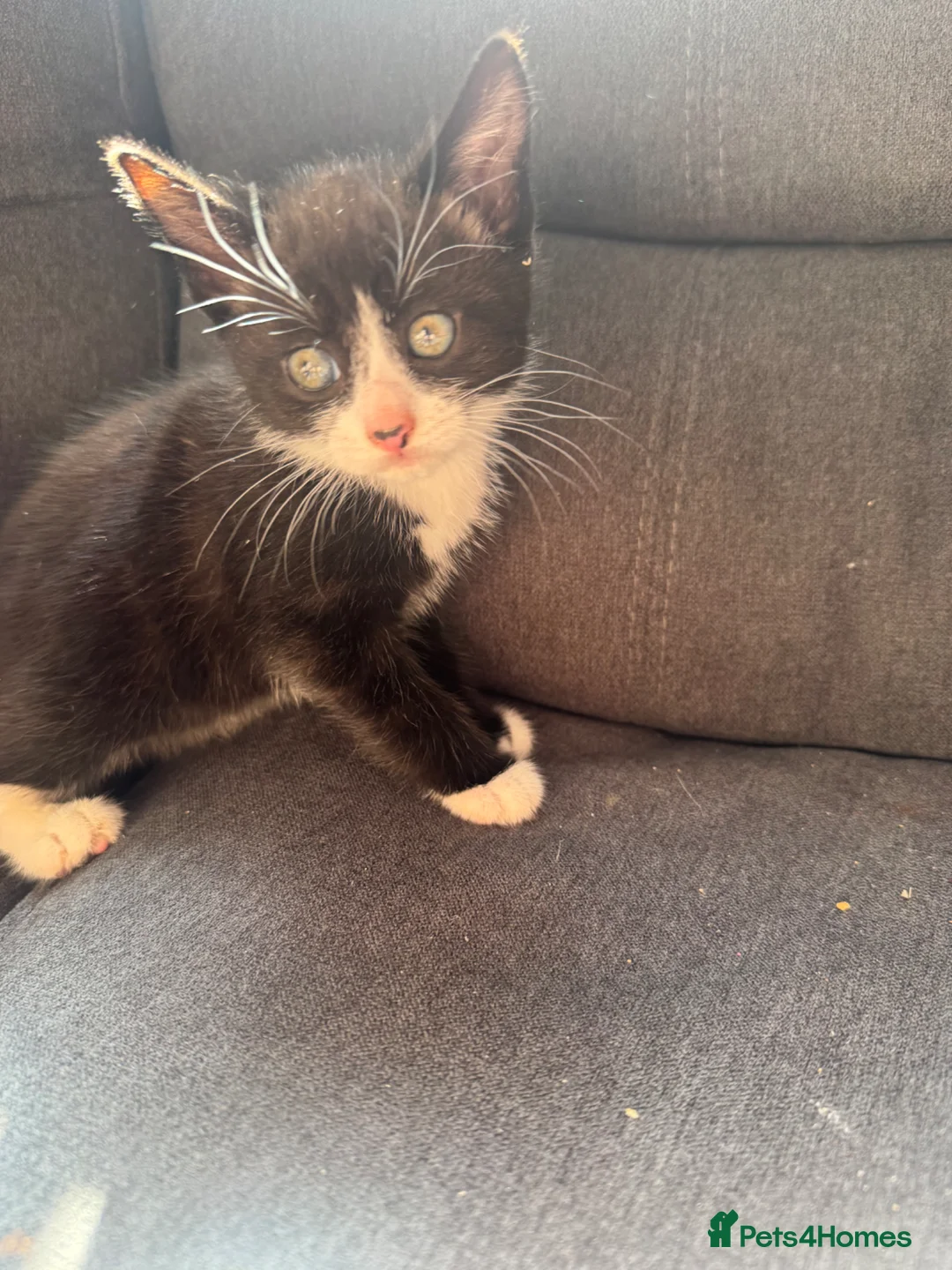 Mixed Breed cats for sale: 3 beautiful kittens  in Pudsey - Advert 2