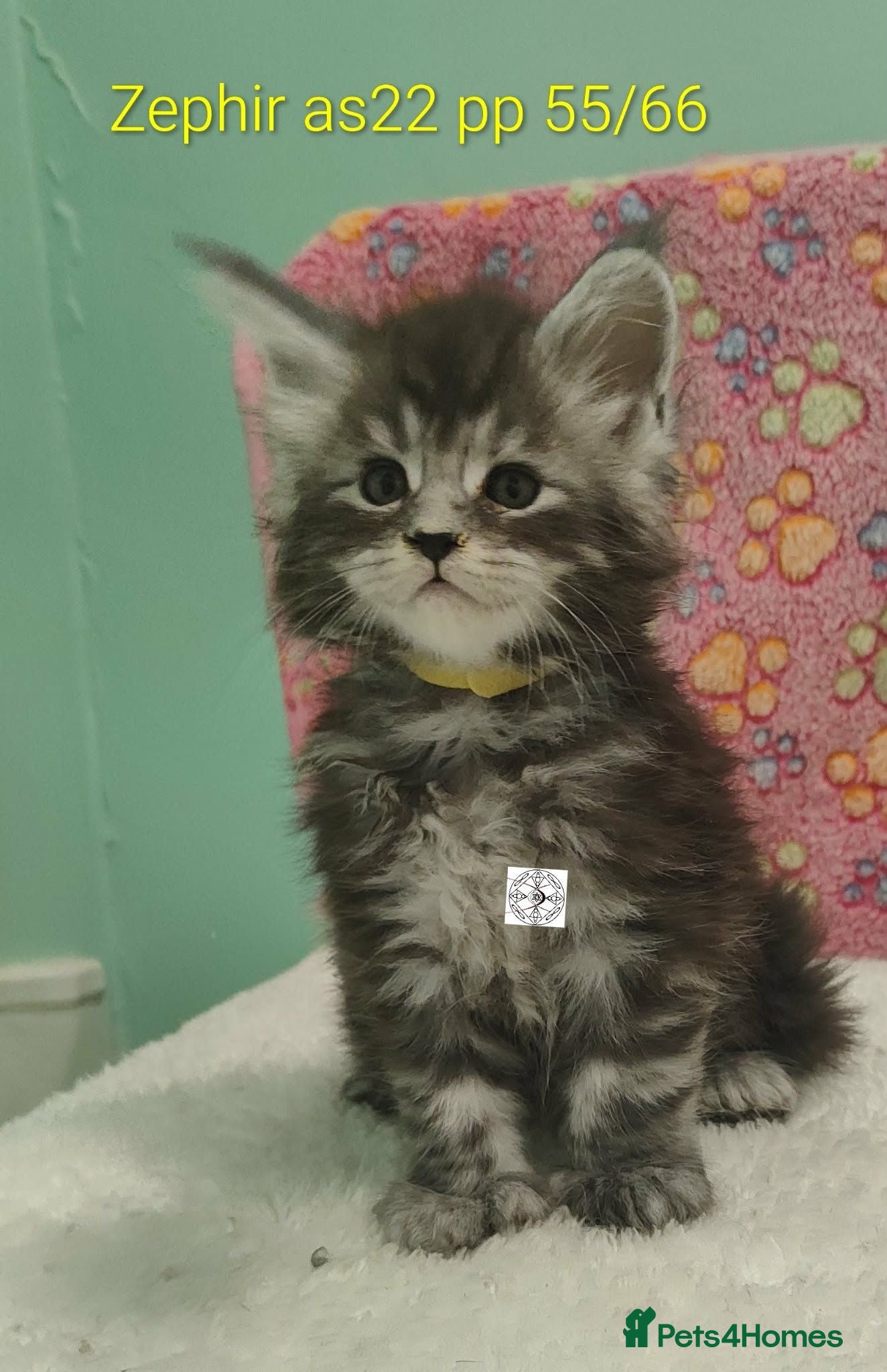 Maine Coon cats Gorgous maine coon kittens ❤️ - Advert 2