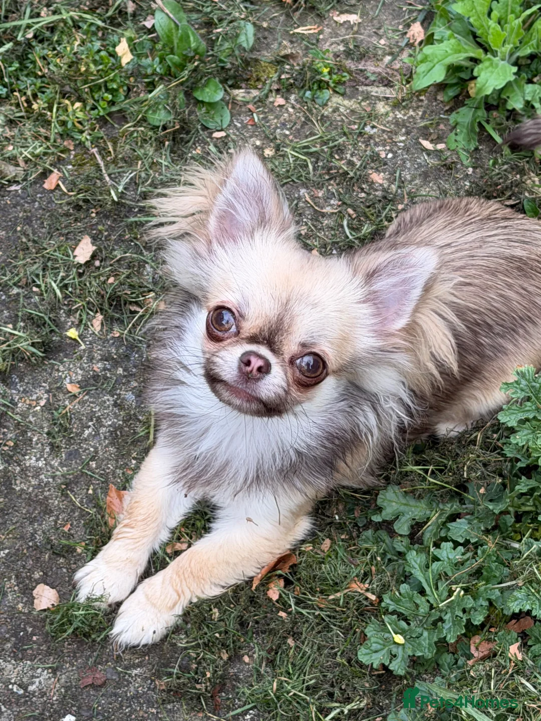 Chihuahua dogs for sale:  **  long haired chihuahua  in Nottingham - Advert 1