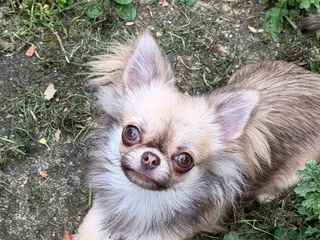 Chihuahua dogs for sale: ** long haired chihuahua - Advert 4