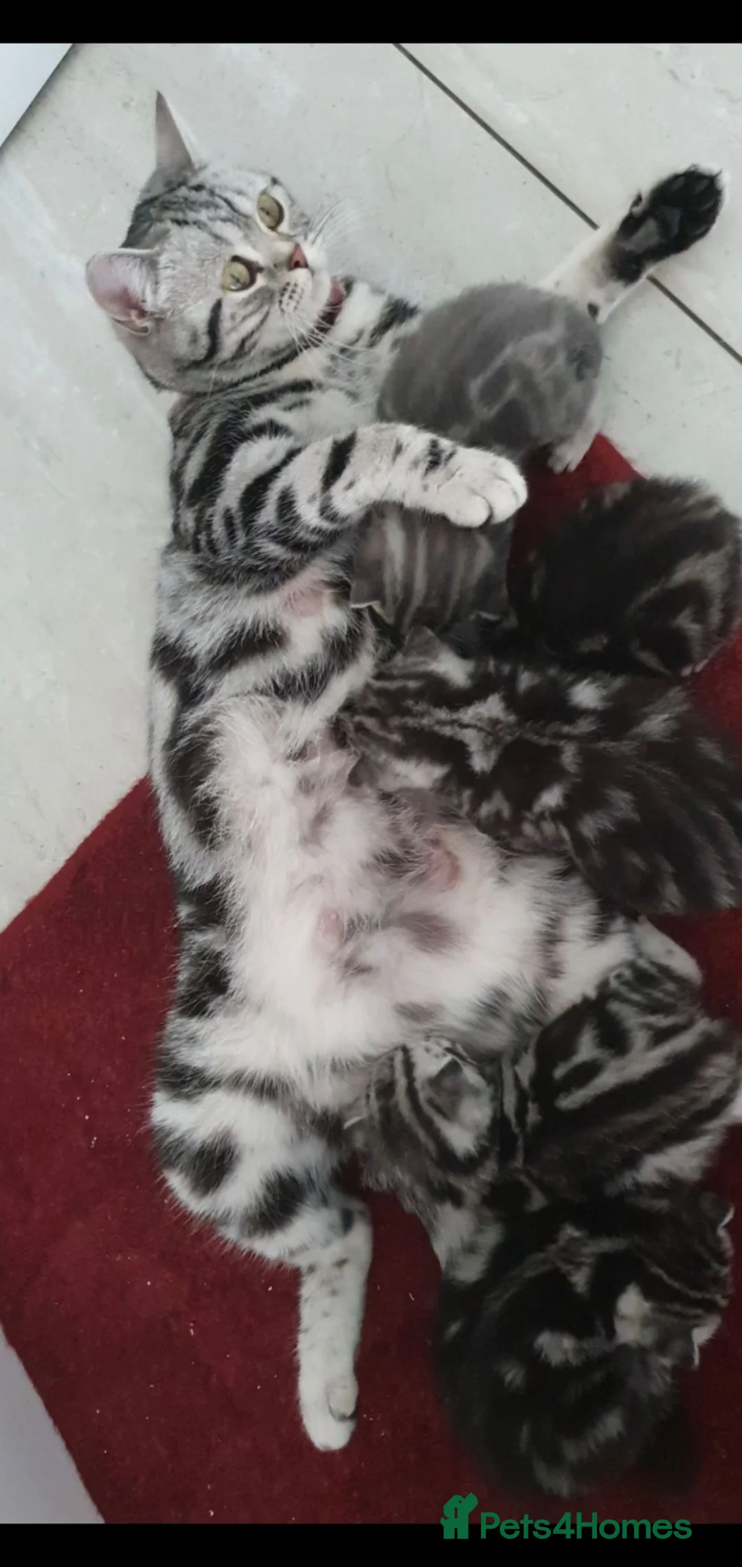 British Shorthair cats for sale: British shorthair male  - Advert 2