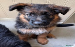 German Shepherd dogs for sale: Gorgeous and healthy German Shepherds Puppies - Image 8
