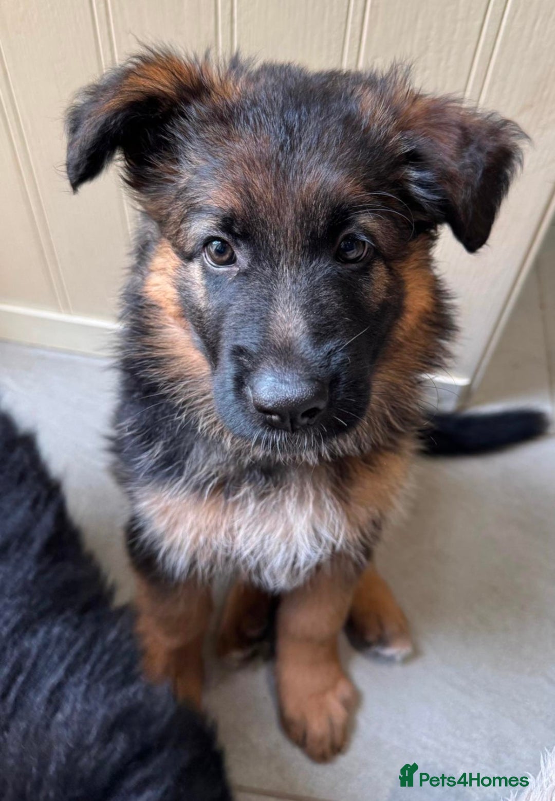 German Shepherd dogs for sale: Gorgeous and healthy German Shepherds Puppies - Image 8