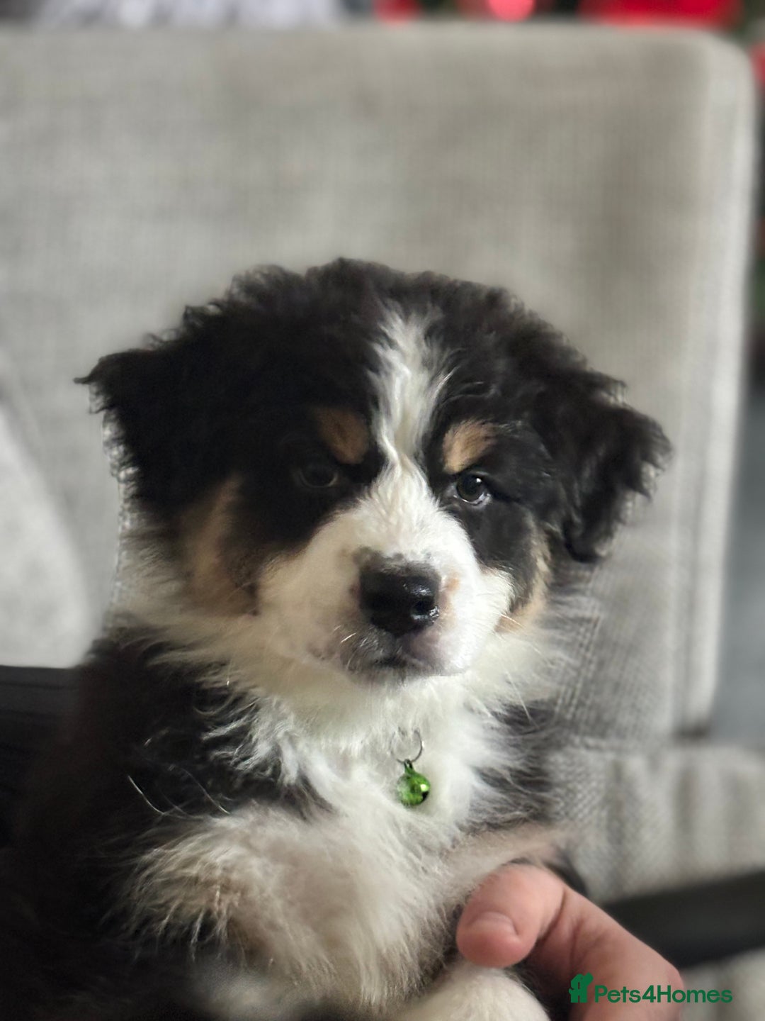 Australian Shepherd dogs for sale: KC registered Australian shepherd puppies  - Advert 2