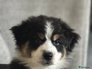 Australian Shepherd dogs KC registered Australian shepherd puppies - Advert 4