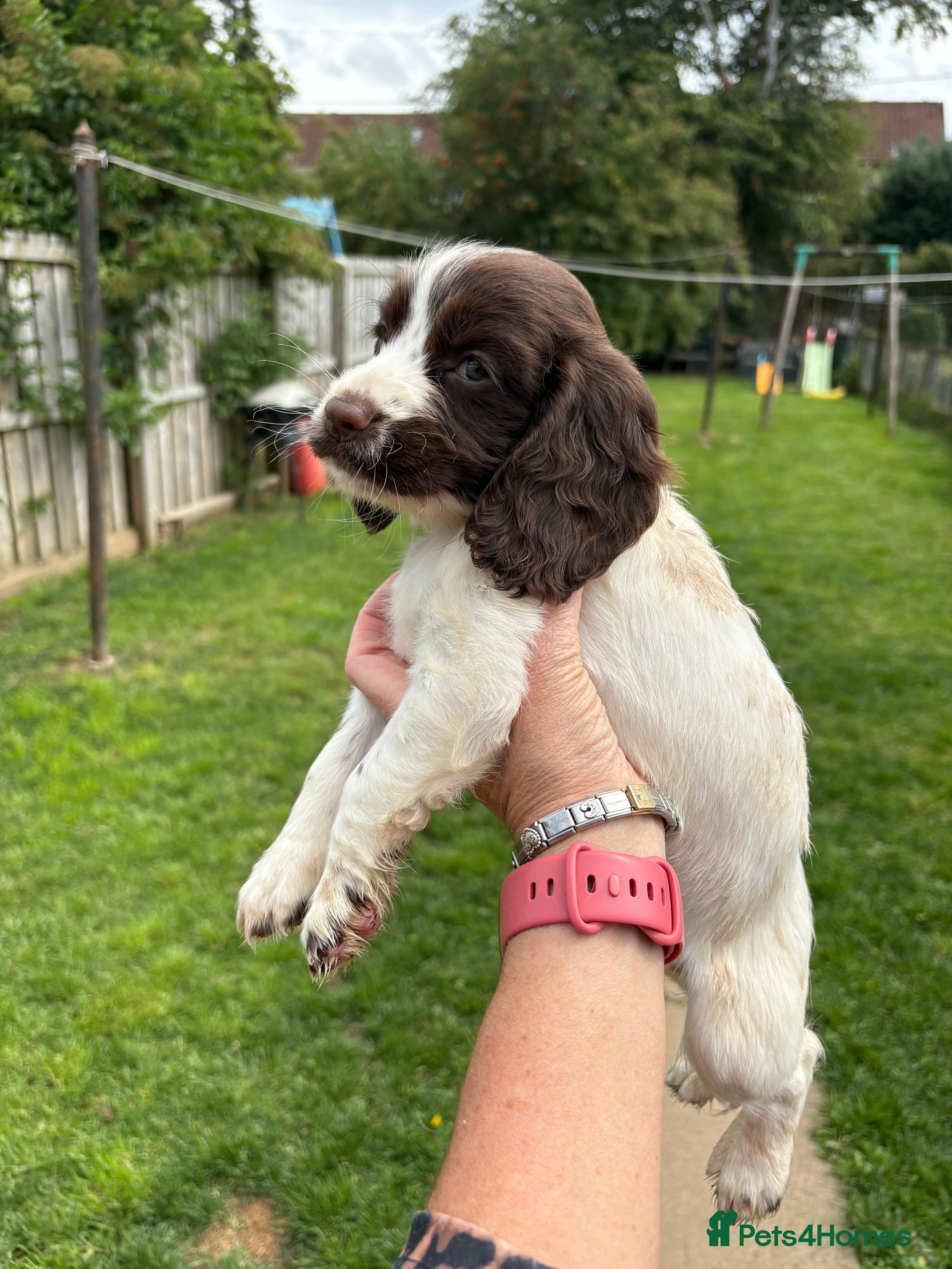 Cocker Spaniel dogs Beautiful Cocker spaniel puppies for sale - Advert 2