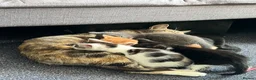 Mixed Breed cats for sale: Kittens for Sale £160 - Advert 8