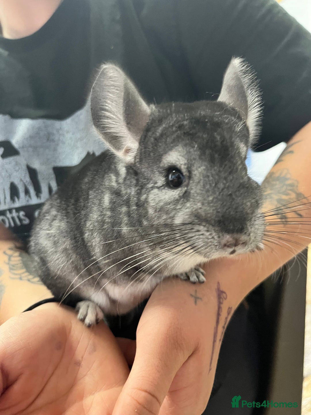 Chinchilla rodents for sale: Super friendly Chinchilla’s  - Image 4