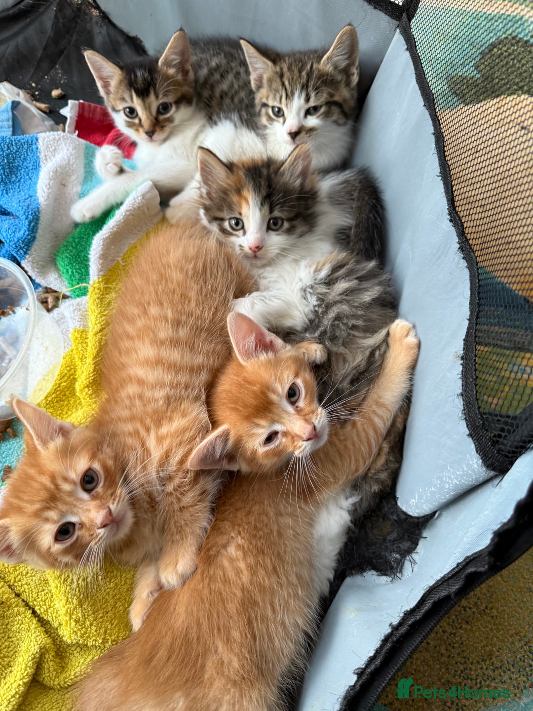 Mixed Breed cats for sale: Cute kitten  - Advert 2