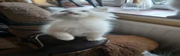 Ragdoll cats for sale: Beautiful brother and sister Ragdoll kittens - Advert 19