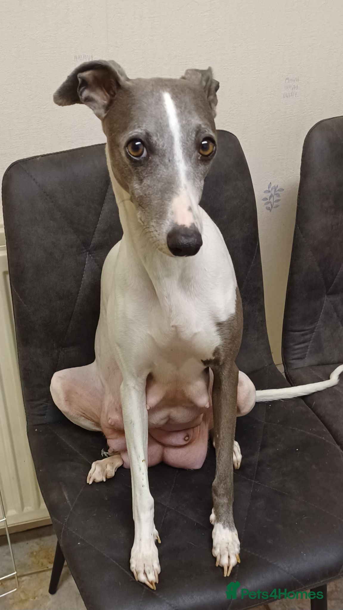 Whippet dogs Beautiful RKC Registered Puppies - Advert 18