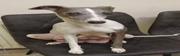 Whippet dogs for sale: Beautiful RKC Registered Puppies - Advert 1