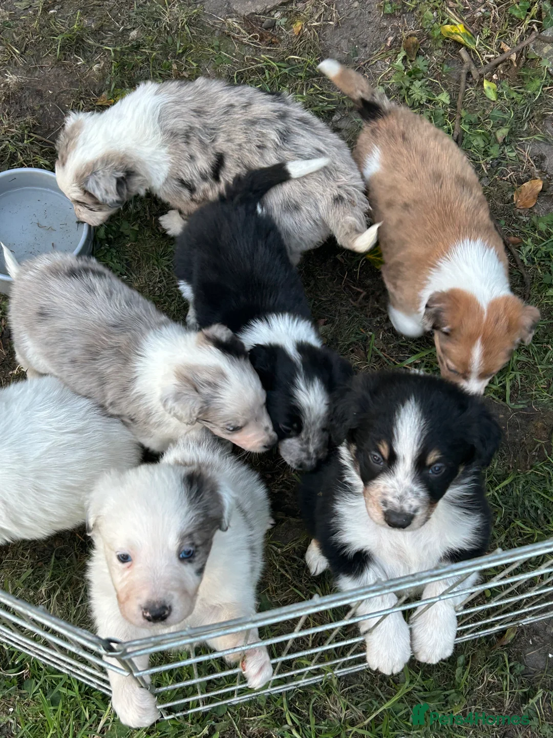 Border Collie dogs for sale: Beautiful Border Collie Pups - Advert 1