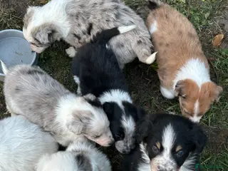 Border Collie dogs Beautiful Border Collie Pups - Advert 12
