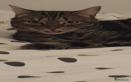 Domestic Shorthair cats for sale: 5 year old Tabby Cat  - Advert 7