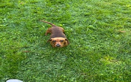 Miniature Dachshund dogs for sale: Miniature Smooth Red Female, petit - Image 1