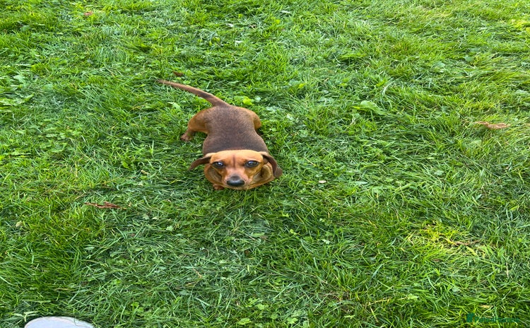 Miniature Dachshund dogs - Advert 9