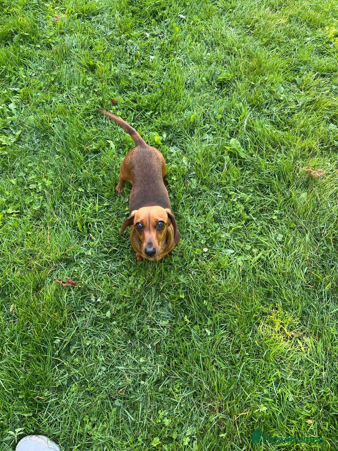 Miniature Dachshund dogs for sale: Miniature Smooth Red Female, petit - Image 1
