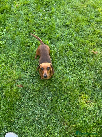 Miniature Dachshund dogs - Advert 8